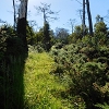 Plants: image 11 Of 208 Thumb